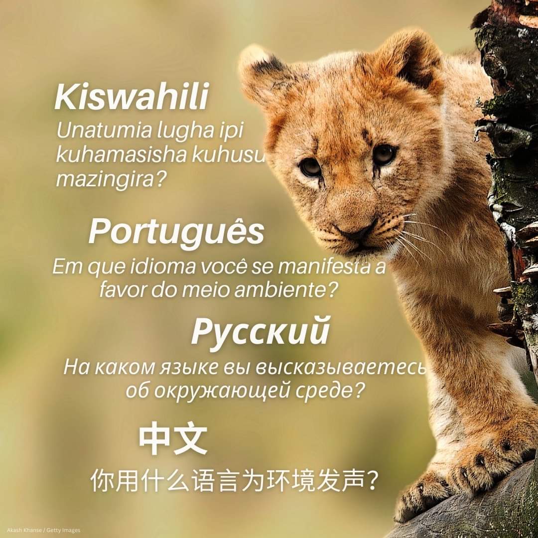 soytuventana's tweet image. ¡Feliz #DíaInternacionalDeLaTraducción 30 de Septiembre!

¿En qué idioma(s) defiendes el medio ambiente?
#AlzaLaVoz 📢 #ITD2023