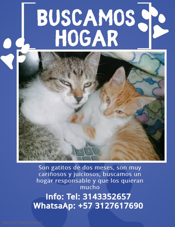 Gatitos en adopción