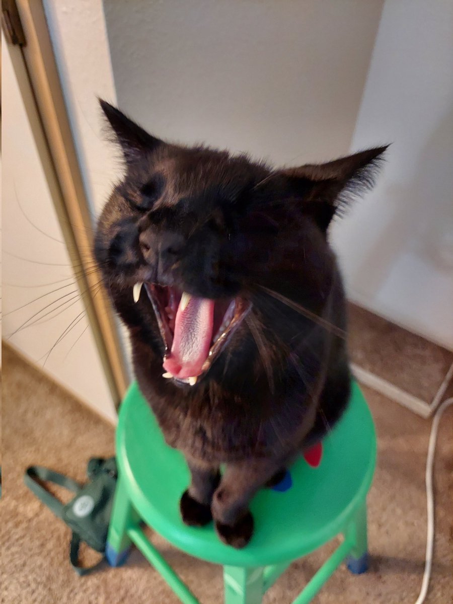 datJaneDowo's tweet photo. Hes 13 today! Happy birthday lil Zeke! ๐โโฌ
#HousePanthers #BlackCat https://t.co/ilW2FRkVpj