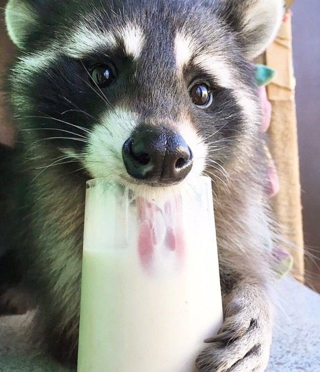 gahxraccoons tweet picture