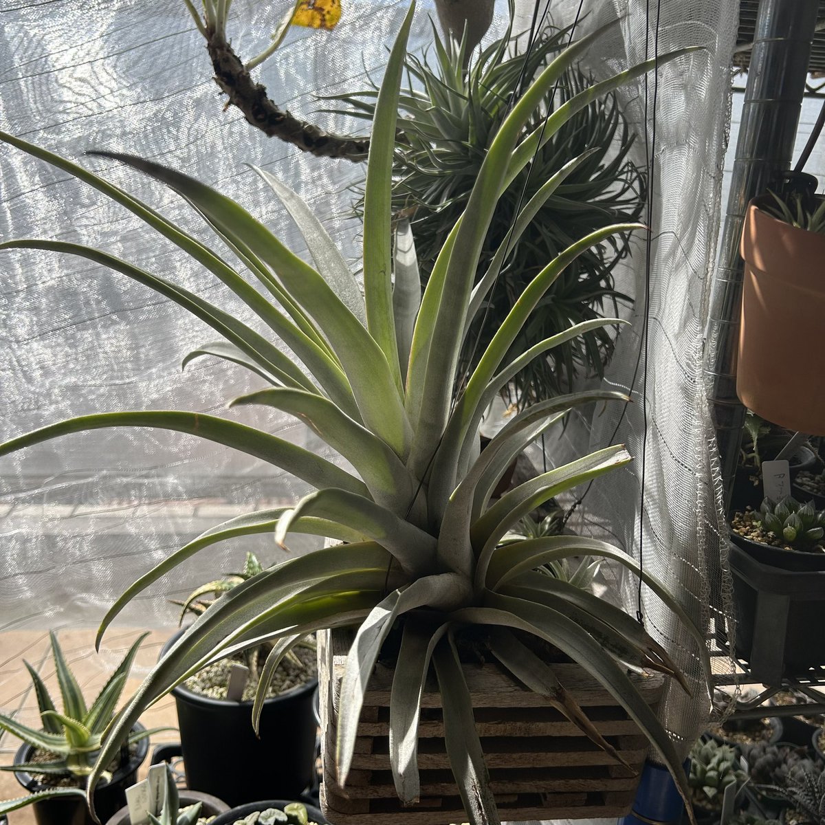 RM1437's tweet photo. Tillandsia mima var. mima
そろそろ我が家に来て10年　
まだまだ開花サイズには程遠い様。
去年くらいから子吹きし始めたので収穫🍍 https://t.co/risFr8LOZL
