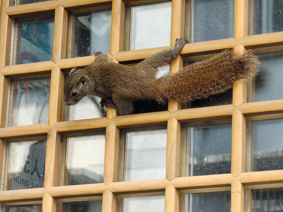 Wild birds and squirrels are often encountered on the streets of Hangzhou.杭州街头绿树成荫，经常能看到野生鸟类，刚才在树上拍到很多松鼠，现在又在一户人家门口碰到小可爱。#China #大美中国 #美丽浙江 https://t.co/kKRLnsIDai