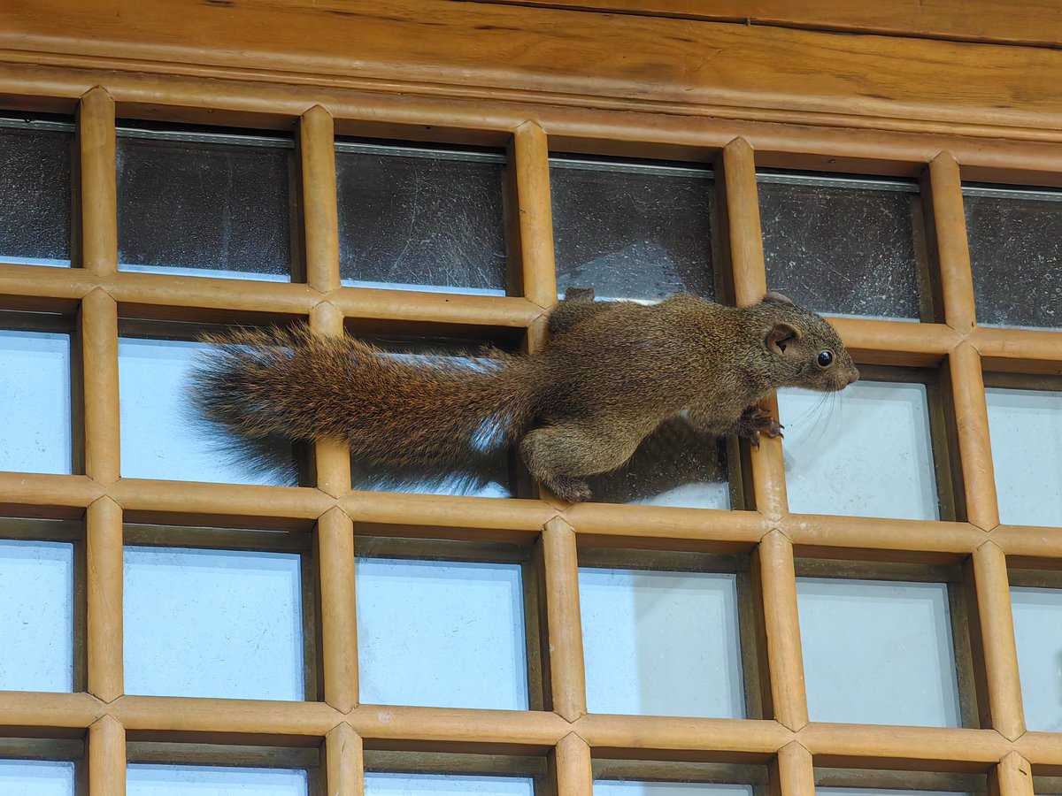 Wild birds and squirrels are often encountered on the streets of Hangzhou.杭州街头绿树成荫，经常能看到野生鸟类，刚才在树上拍到很多松鼠，现在又在一户人家门口碰到小可爱。#China #大美中国 #美丽浙江 https://t.co/kKRLnsIDai