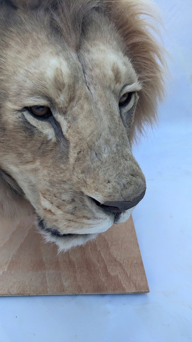 animalreplicas's tweet photo. New African Lion Pedestal mount. 
*NO REAL ANIMALS PARTS* 

Handmade replica 

#faux #taxidermy #lion #lionhead #art https://t.co/DjQzRBWJ6b