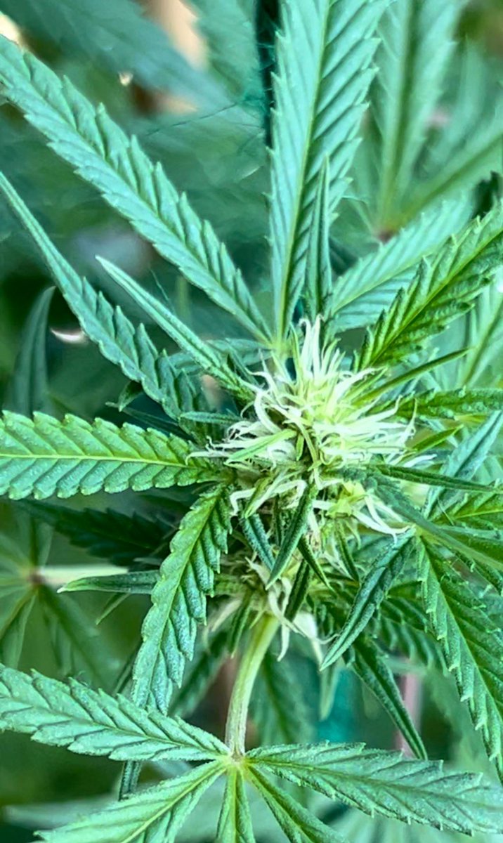 BloomsAndBudsNY's tweet photo. 🌿 Aloha Limone 🍋 #FireEscape Grow 🏙️ #NYC 👨‍🌾🍃

Proud of my 2023 #cannabis crop!
Wk 4/5 flower for my #AlohaLimone 🚀💦🌱🌞🌿💨🤪
📍#Queens, NY✨

ℹ️ #Sativa-leaning hybrid. Product of botanical union of #HawaiianSunrise &amp; #NinaLimone. 👨‍👩‍👧

#CannabisCommunity #cannabisgrower #NY https://t.co/s7GNQkbQrQ