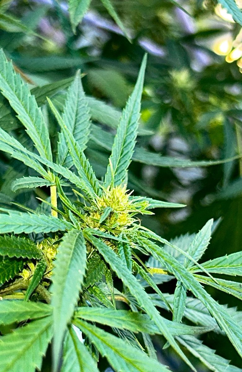 BloomsAndBudsNY's tweet photo. 🌿 Aloha Limone 🍋 #FireEscape Grow 🏙️ #NYC 👨‍🌾🍃

Proud of my 2023 #cannabis crop!
Wk 4/5 flower for my #AlohaLimone 🚀💦🌱🌞🌿💨🤪
📍#Queens, NY✨

ℹ️ #Sativa-leaning hybrid. Product of botanical union of #HawaiianSunrise &amp; #NinaLimone. 👨‍👩‍👧

#CannabisCommunity #cannabisgrower #NY https://t.co/s7GNQkbQrQ