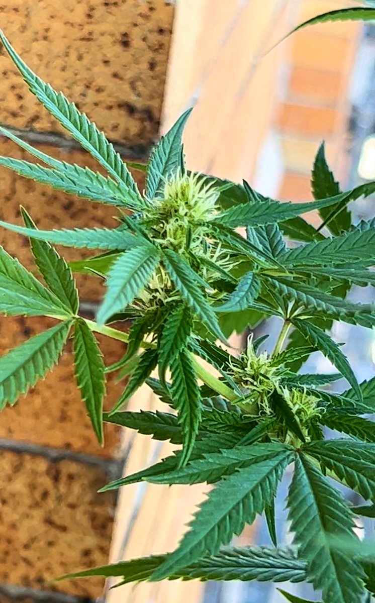 BloomsAndBudsNY's tweet photo. 🌿 Aloha Limone 🍋 #FireEscape Grow 🏙️ #NYC 👨‍🌾🍃

Proud of my 2023 #cannabis crop!
Wk 4/5 flower for my #AlohaLimone 🚀💦🌱🌞🌿💨🤪
📍#Queens, NY✨

ℹ️ #Sativa-leaning hybrid. Product of botanical union of #HawaiianSunrise &amp; #NinaLimone. 👨‍👩‍👧

#CannabisCommunity #cannabisgrower #NY https://t.co/s7GNQkbQrQ