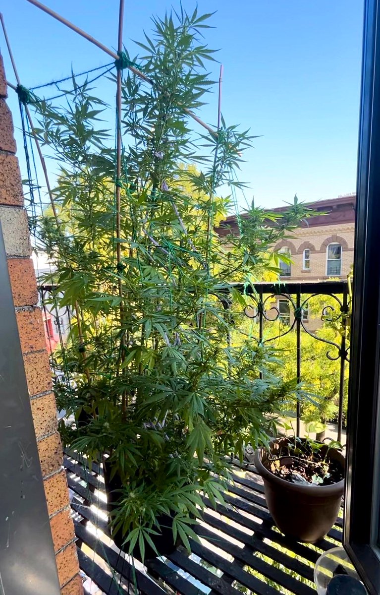 BloomsAndBudsNY's tweet photo. 🌿 Aloha Limone 🍋 #FireEscape Grow 🏙️ #NYC 👨‍🌾🍃

Proud of my 2023 #cannabis crop!
Wk 4/5 flower for my #AlohaLimone 🚀💦🌱🌞🌿💨🤪
📍#Queens, NY✨

ℹ️ #Sativa-leaning hybrid. Product of botanical union of #HawaiianSunrise &amp; #NinaLimone. 👨‍👩‍👧

#CannabisCommunity #cannabisgrower #NY https://t.co/s7GNQkbQrQ