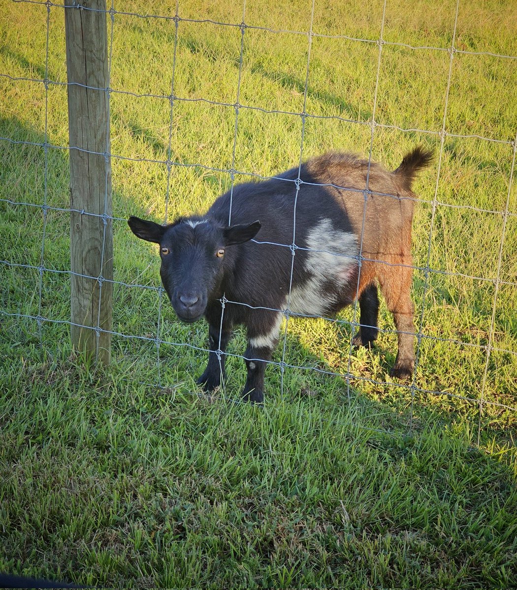 Flip Side Sanctuary tweet media