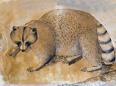For #SciArtober Day 1 'Stripes'...since it's also #RaccoonAppreciationDay here's a watercolor of Linnaeus' pet #raccoon Sjupp by Lars Alstring, c.1746-7. Sjupp was a gift from Crown Prince Fredrik & lived in Linnaeus' garden at Uppsala. This work hung in his study at Hammarby.