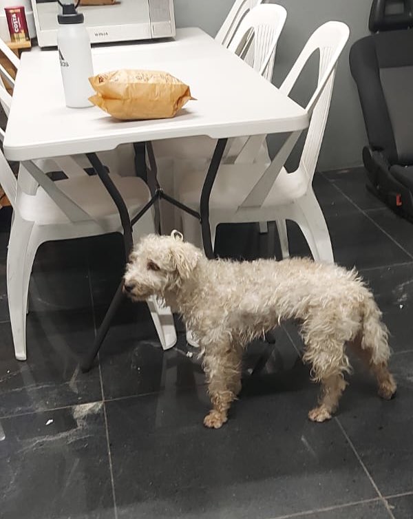 Siteur Jalisco tweet media