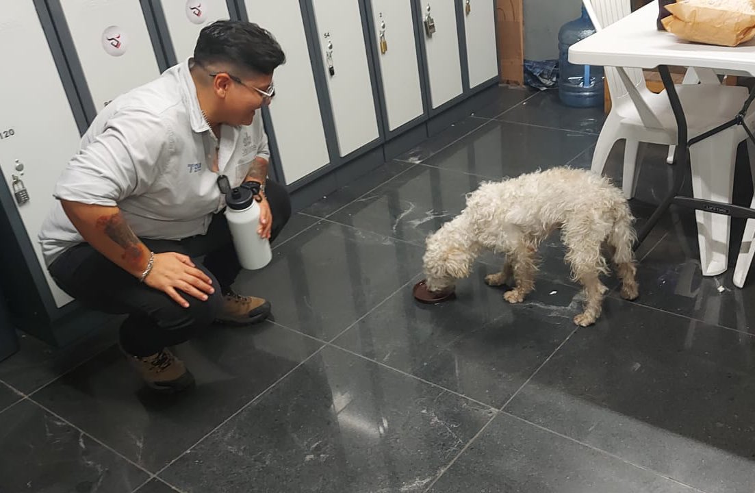 Siteur Jalisco tweet media