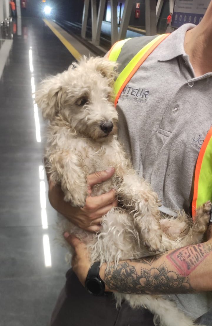 Siteur Jalisco tweet media