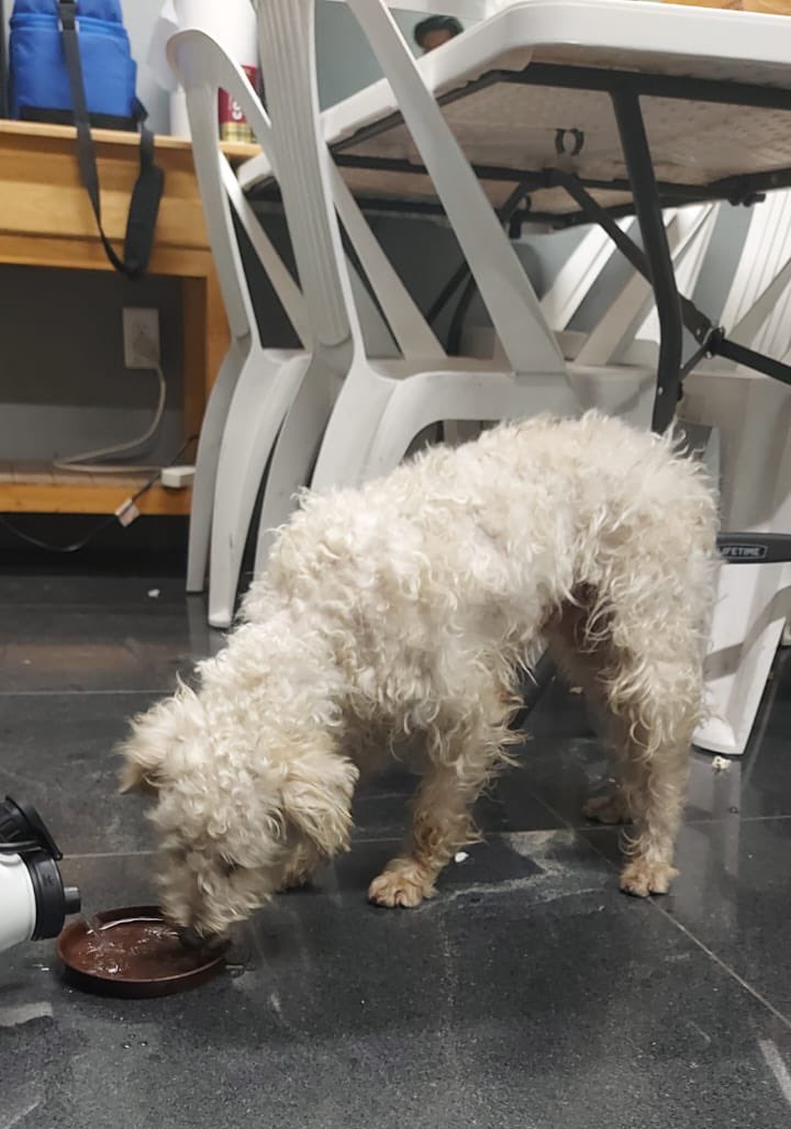 Siteur Jalisco tweet media