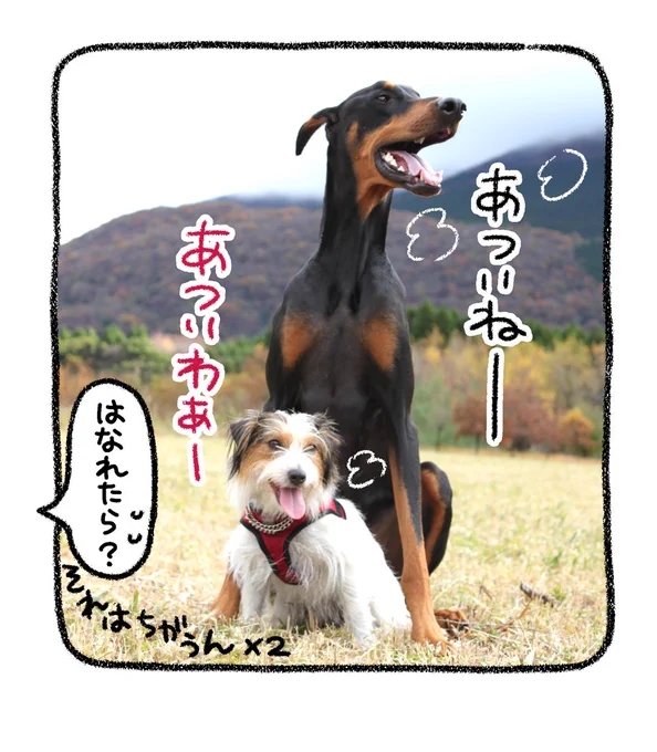 おまけ
#ジャックラッセル #ドーベルマン 