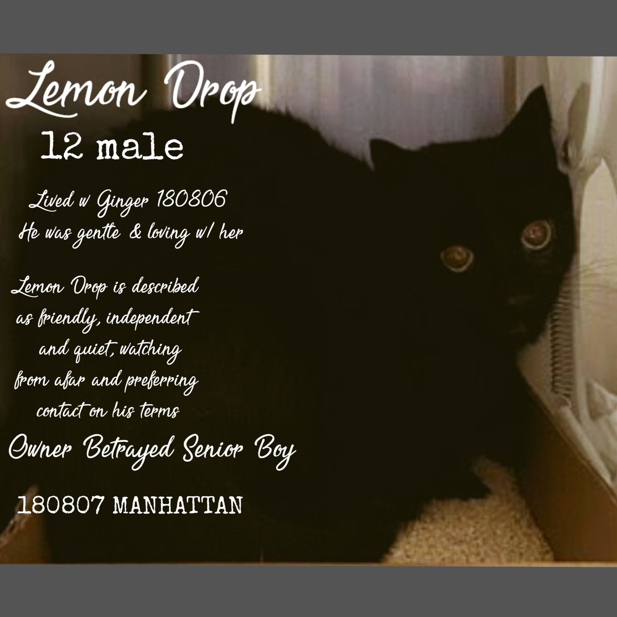 PeterAskin1's tweet photo. "Lemon Drop" (180806) is a handsome oldie tossed into NYC ACC in #NewYork along with bonded housemate "Ginger"! Of course the Einsteins there found a foster home for Ginger but not for Lemon Drop! This poor fellow is very scared & needs a home where he'll get a lot of space! Death may come on 10/03 if no help! Adopt a senior & be blessed! Pledge! LAST CALL! 🙏
https://t.co/oVhOOfXl6d