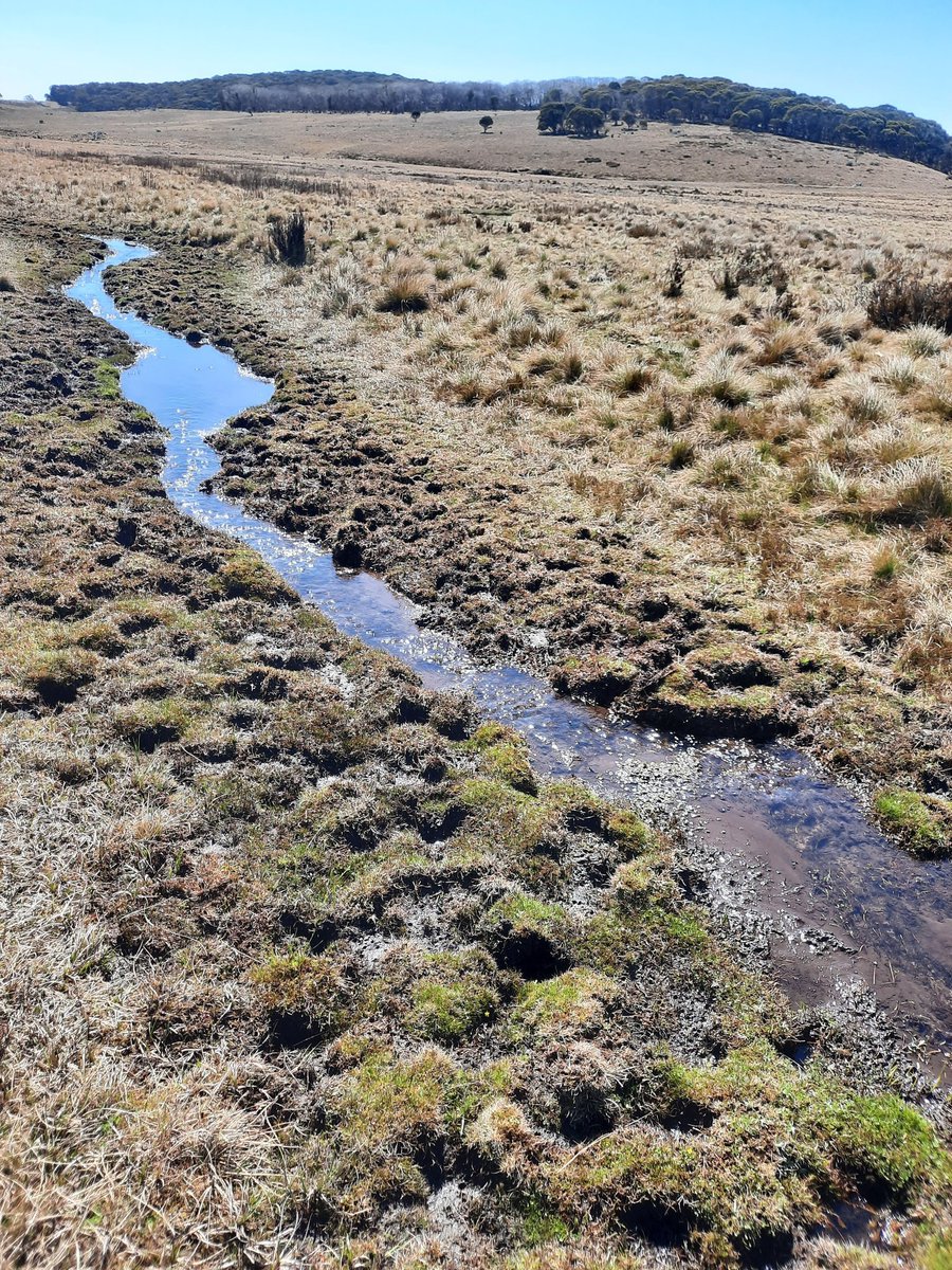 Piles & piles of horse shit & trampled alpine streams. This is not what a National Park should look like. 🙏Please deliver a strong, clear @AuSenate report this Friday @SenatorGrogan @DavidPocock @sarahinthesen8 @DuniamJonathon 🦘🦎🐸 📸: Mike Bremers, Gooandra Creek, Sept 2023