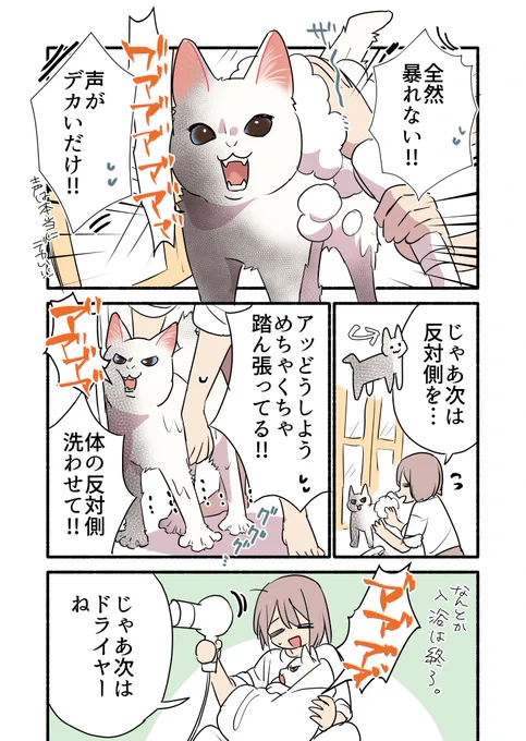 黒猫になった白猫を洗う話(2/3)#漫画が読めるハッシュタグ 