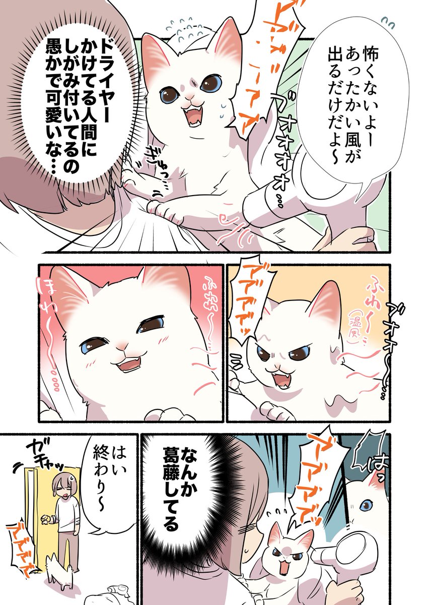 黒猫になった白猫を洗う話(2/3)
#漫画が読めるハッシュタグ 