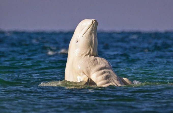 Kaslarını gösteren beyaz balina