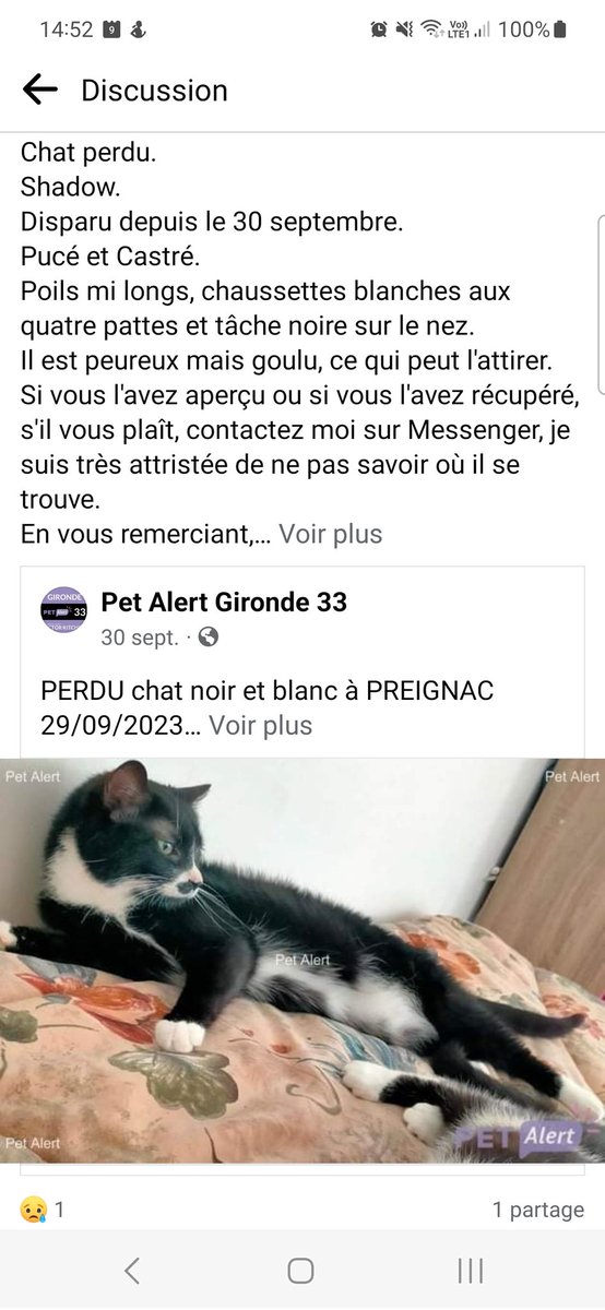 ToujoursDebout_'s tweet photo. S'il vous plaît, aidez moi à le retrouver, je suis désespérée.. 😭 RT à fond, un miracle est peut être possible... Son frère (le roux) est en train de se laisser mourir sans lui.. Aidez moi, je vous en supplie... 🙏🙏🐈😔😔 (Je donne mon numéro si demandé) #RT #ChatDisparu https://t.co/5HrGlcGlpR