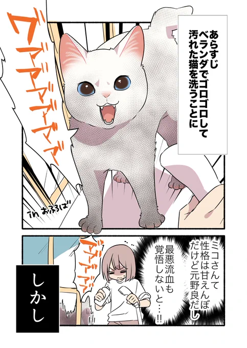 黒猫になった白猫を洗う話(1/3)#漫画が読めるハッシュタグ 