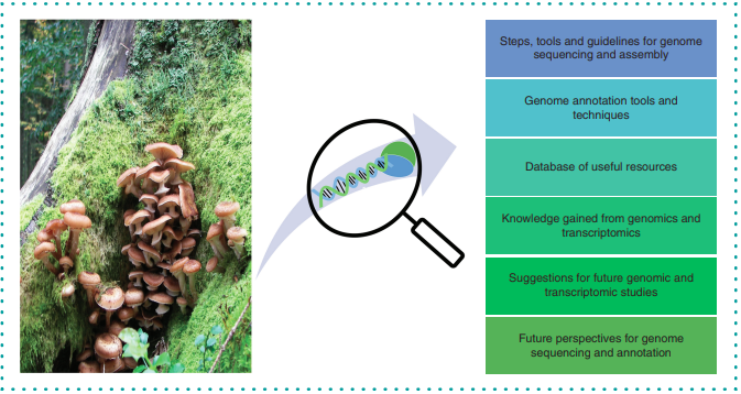 MyBioTechniques's tweet image. 🍄 🚨 New Publication Alert 🚨 🧬 

Explore the latest advancements in #phytopathogen #GenomeSequencing and annotation techniques in this insightful #review 🌿 🌾 

bit.ly/3ZqUyJI