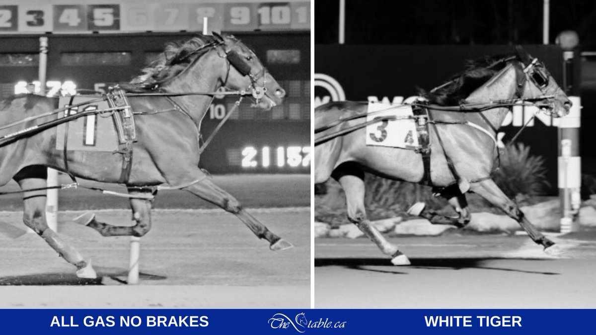 TheStableCanada's tweet image. Racing Monday

📍  Woodbine-Mohawk Park
🔹 8:30  ALL GAS NO BRAKES – R4 P8
🔹 10:20  WHITE TIGER – R9 P7

#ownalittleloveitalot