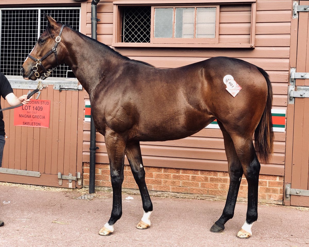 Struck with ⁦@starbloodstock⁩ for a lovely filly ⁦@Tattersalls1766⁩ by the red-hot ⁦@DarleyStallions⁩ Blue Point. Heads to ⁦@DiegoDiasracing⁩