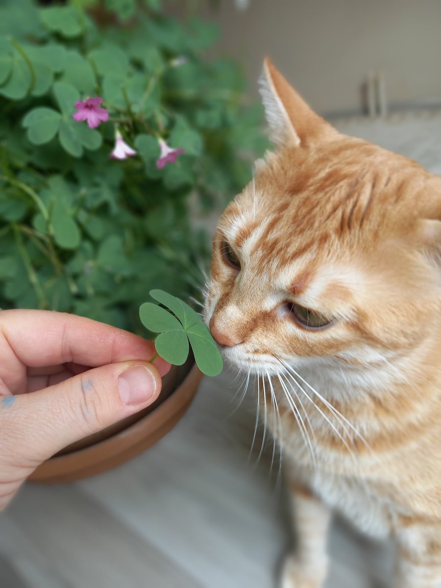 "Kalbinde merhamet olmayana cennet yoktur.."

Hz. Muhammed (sav)