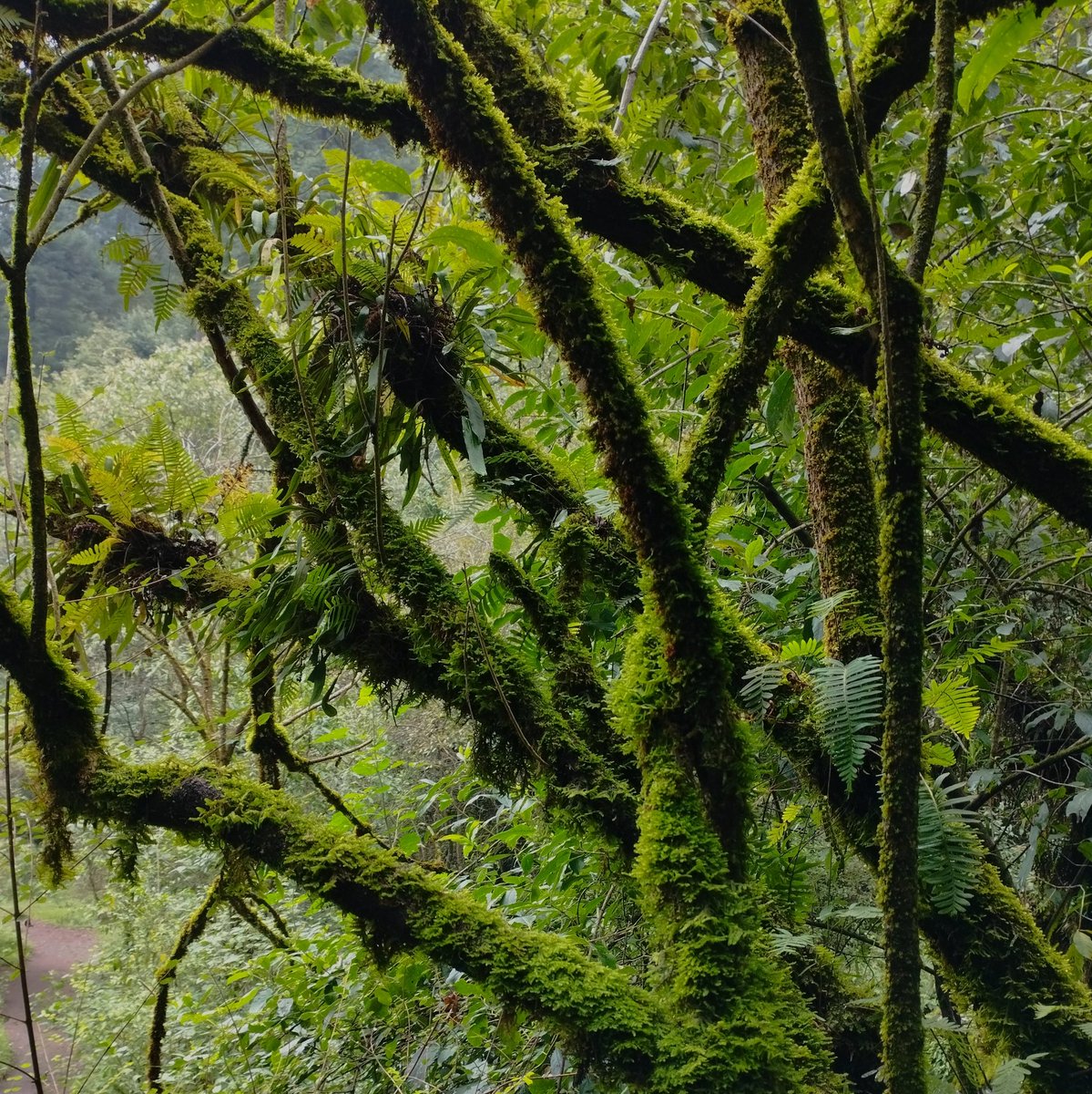 don_helecho's tweet photo. Solamente Musgo y Helechos 🌿 https://t.co/lMyNwkw4oZ