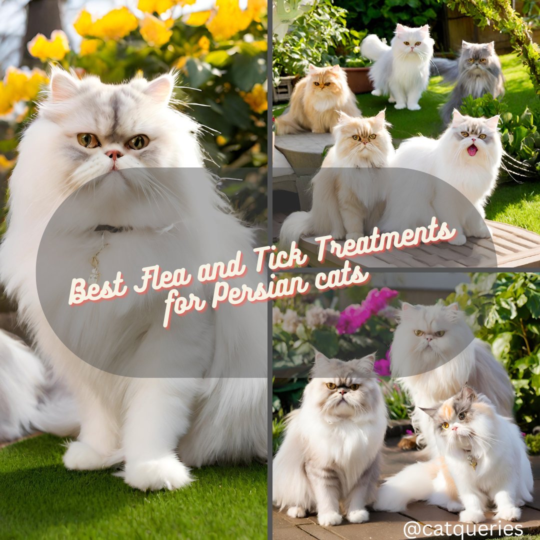 QueriesCat's tweet photo. Though fleas and ticks might seem insignificant nuisance to your Persian cat’s life, they can be dangerous. This article provides you the best options for right treatment.
Read more: https://t.co/XXvRS7QemL
#catqueries #fleaandticktreatment #persiancats #catlovers #persiancare https://t.co/sm1m2jk7it
