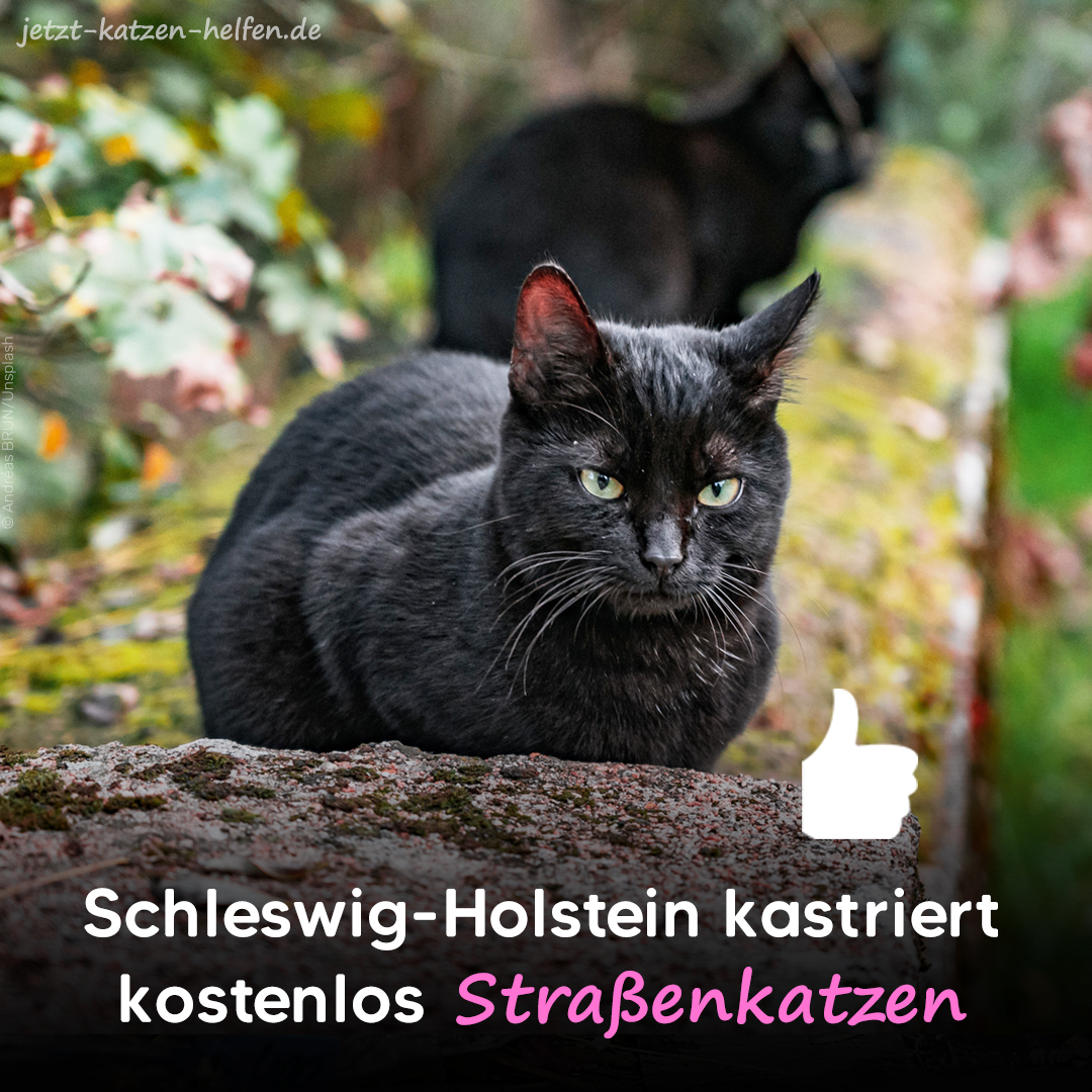 tierschutz_bund's tweet photo. Ab heute können in Schleswig-Holstein wieder unkastrierte #Straßenkatzen kostenlos kastriert werden. Mit unserem Landesverband unterstützen wir die 16. #Kastrationsaktion mit 20.000 Euro. Mehr Infos: https://t.co/upqJDbsARO https://t.co/Vr1Q1b6use