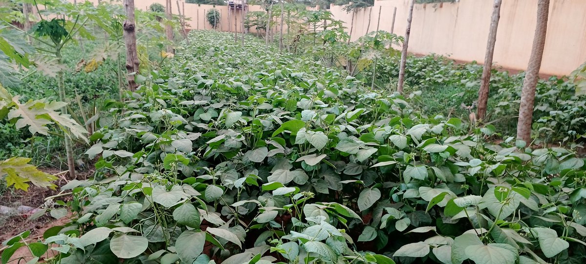 elhadjham's tweet photo. Pour aider les #paysans du TOGO à atténuer les effets de la hausse des prix alimentaires due à la guerre en Afrique, le changement climatique et la pandémie de COVID-19, le @gouvtg du #TOGO à travers le #MAEDR , donne son feu à plusieurs projets orientés vers les #jeunes . https://t.co/6JyxZItMqc