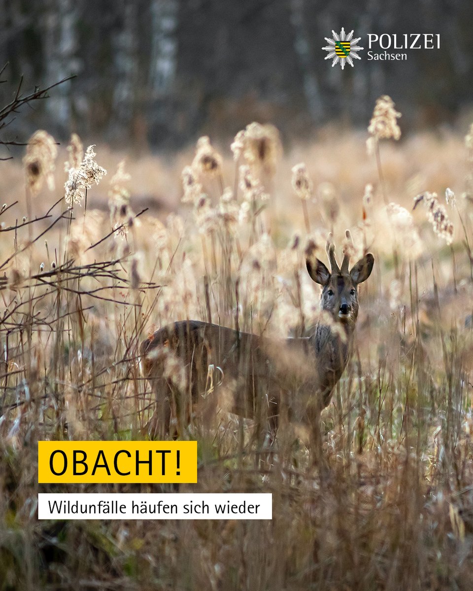 PolizeiSachsen's tweet photo. Die Nächte werden kälter & dunkler – die Wahrscheinlichkeit in einen Verkehrsunfall mit Wildtieren verwickelt zu werden steigt: So kam es in den letzten Stunden zu gleich drei Wildunfällen in #Lommatzsch und #Hirschstein. 

Mehr Meldungen aus der Polizeidirektion #Dresden: https://t.co/ikhcJ1XAvA