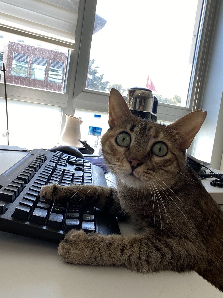 felixlevi46's tweet photo. Воркинг и балдежинг 🐱 https://t.co/vhAeOEWf0R
