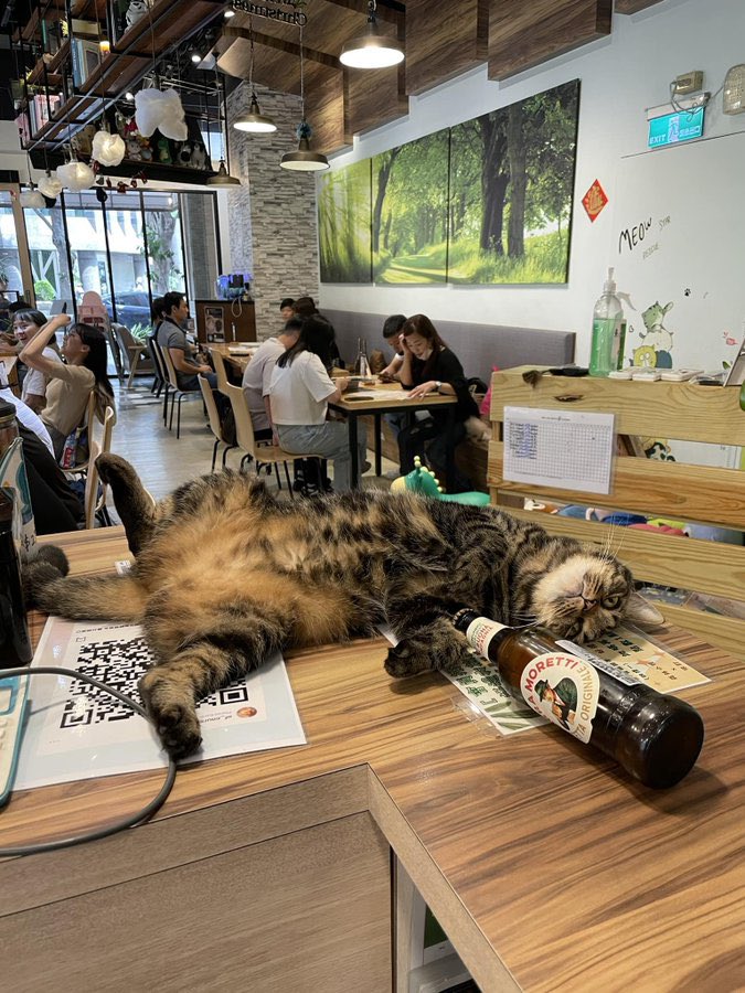 felixlevi46's tweet photo. Воркинг и балдежинг 🐱 https://t.co/vhAeOEWf0R