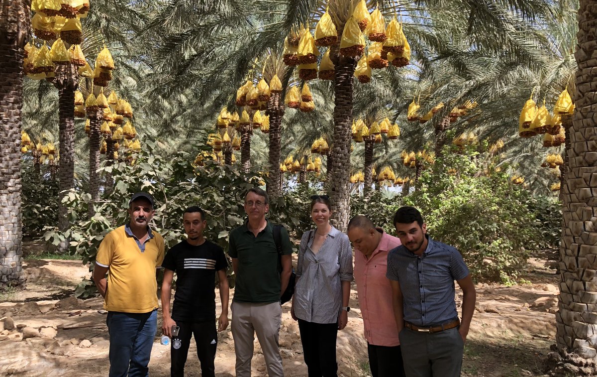 The NL Center for the Promotion of Imports (CBI) recently visited Algeria to explore the potential of a project dedicated to the valorization of the Algerian date sector, constructive discussions made with representatives of different links in the Algerian date value chain.