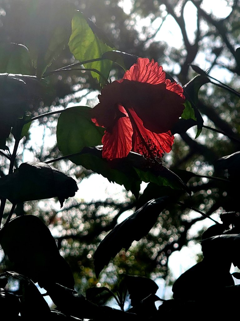 coko9718's tweet image. One of our hibiscus blooms taking in the Monday morning sunlight. 
#MondayMorning #MondayMood #morningsunlight #nature #flowers #nature #Florida 😔