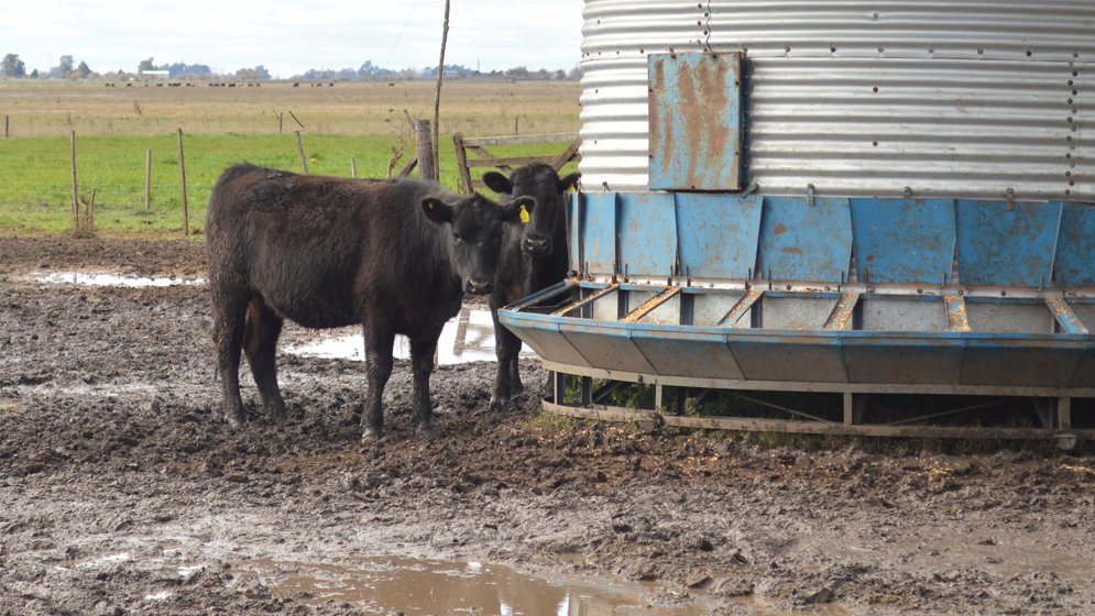 #Bovinos: investigadores/as del #CONICET descubren un nuevo modo de transmisión de una enfermedad reproductiva

Se trata de la #tritrichomonosis que, desde hace 100 años,  se creía que solo se adquiría por vía venérea

👉bit.ly/3ZOYpR7