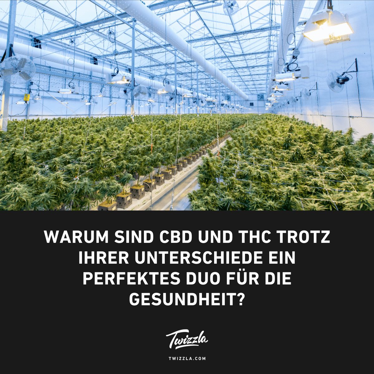 CBD und THC öffnen gemeinsam die Tür zu einem besseren Wohlbefinden. Entdecke ihre Synergien und wie sie deine Gesundheit fördern können. 🚪🌿 #CBD #THC #Synergie #Gesundheit

twizzla.com/blogs/magazin/…