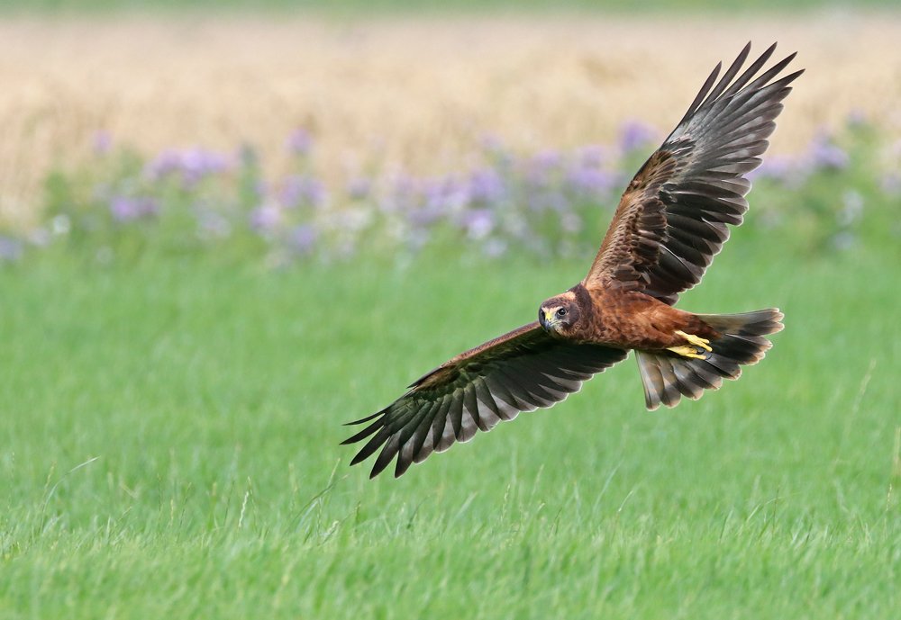 Prachtige foto van Richard Ubels van juvelniele hybride steppekiek x bruine kiek in de provincie Groningen juli 2023. Lees voor meer info:
dutchbirding.nl/gallery/detail…
<a href="/Sovon/">Sovon Vogelonderzoek Nederland</a> <a href="/grauwekiek/">Grauwe Kiekendief - Kenniscentrum Akkervogels</a> <a href="/demanopdedijk/">Ben Koks</a> 
Foto: Richard Ubels