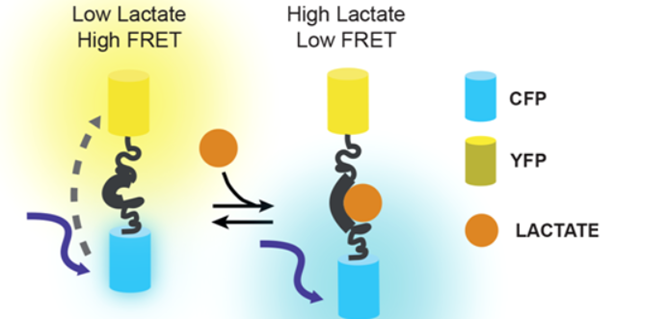 BiologyOpen's tweet photo. 👨‍🔬This #MethodMonday Lautaro Gándara and colleagues at the University of Buenos Aires reveal how to design FRET-based sensor experiments👩‍🔬 Read the full #OpenAccess🔓Methods &amp; Techniques article here: https://t.co/jDN046YwLe https://t.co/dlnGjIsqqN