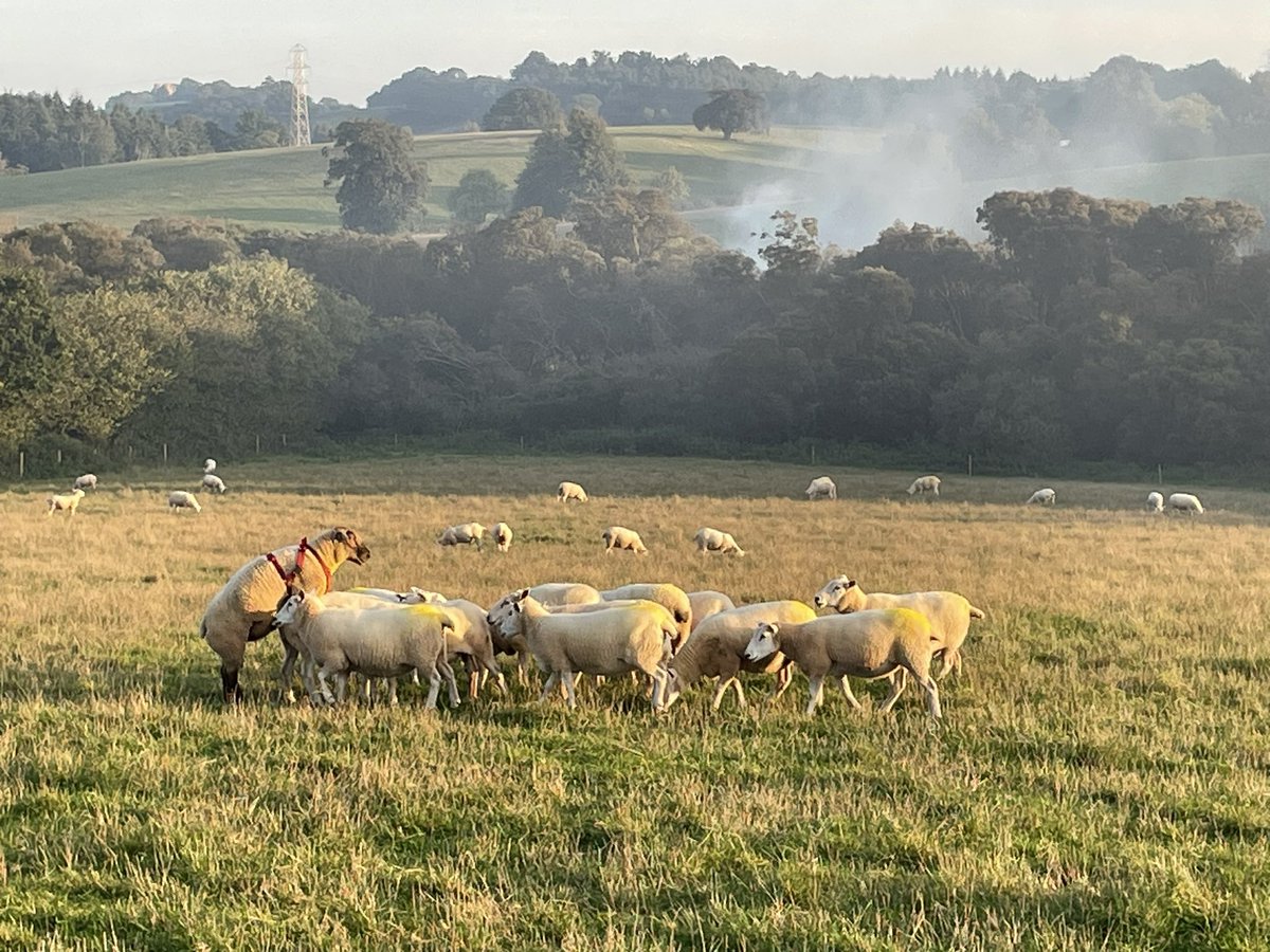 ExeValleyLamb's tweet photo. Hows people’s tupping going for those that have rams in?
My ewes are going on a lot faster than last few years, but then again I’ve a lot more grass than normal.
Approx 67% Covered in 12 days &amp; averaging 18/day though rams been busy last 48 hours #tupping #sheep #farming  #lleyn https://t.co/67zBRT2sxx