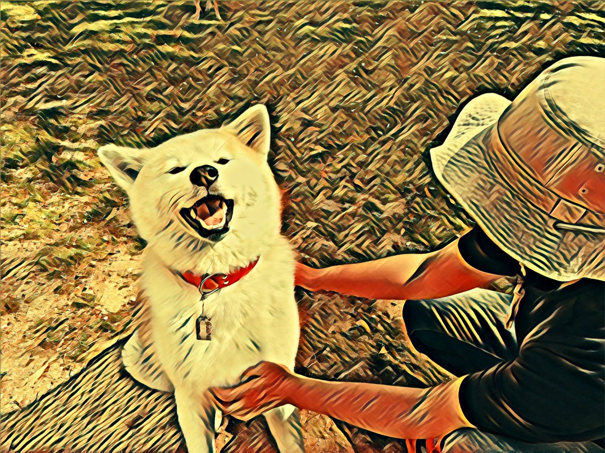 39kenken's tweet photo. 徳島県美波町
秋田犬アッキーが10月9日に永眠いたしました。
14歳7ヶ月の犬生でした。
生前、応援やいいねを頂いた方々に御礼申し上げます。

#秋田犬 #ドッグラン #四国 #徳島 #美波町 #キャンプ #コテージ #宿泊 #秋田犬アッキー #日和佐  #四国の右下 #老犬  #南阿波サンライン https://t.co/aKtpdLb1ci