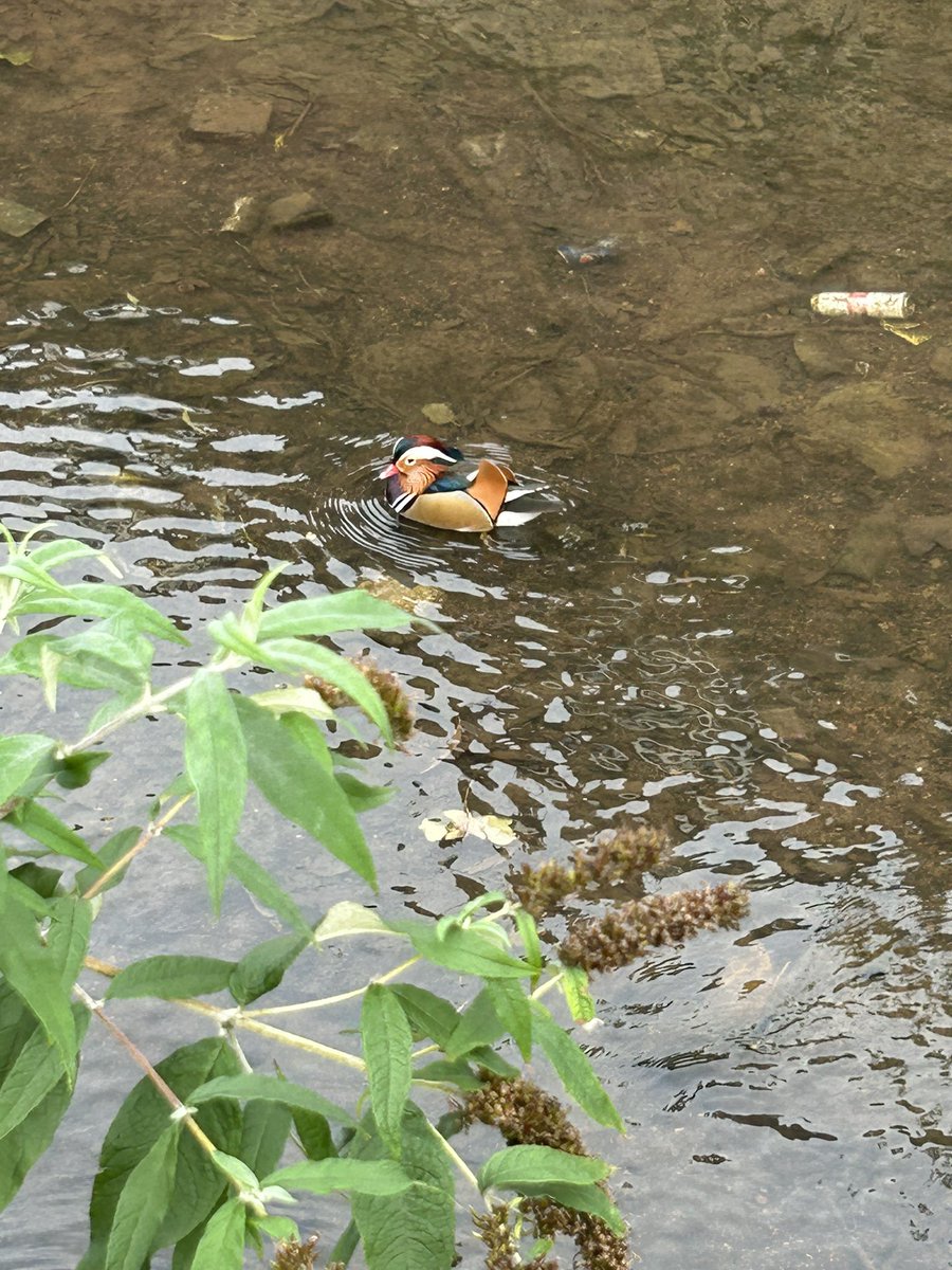 WildlifeInWakey's tweet photo. #Manderin still present on #WestgateBeck #Wakefield https://t.co/Hm77LzAEdZ