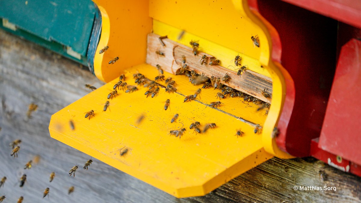 pronaturach's tweet photo. Fast 60 % der Insektenarten in der Schweiz sind aktuell gefährdet! Wenn einzelne Arten aussterben, löst dies einen Dominoeffekt aus, der auch uns betrifft! Es gibt genug Gründe, naturnah zu wählen. #Biodiversität
https://t.co/drdUVhVh0j https://t.co/pMNFfhIJhV
