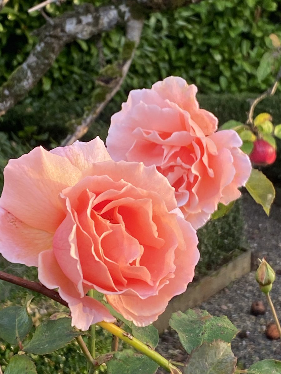 Good Morning #Monday, wishing you a bright and productive start to the week ❤️💐. #Roses #October #Flower #MONDAYMAGIC