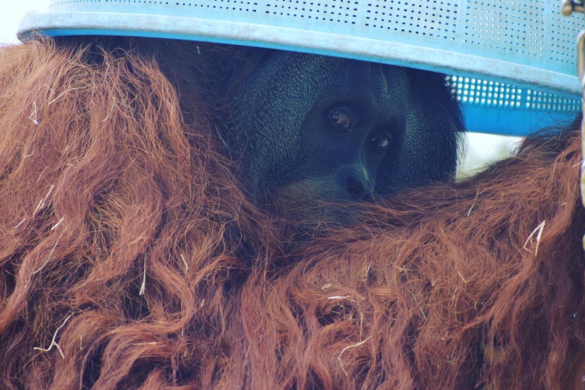 shark1trainer's tweet photo. とべ動物園
安くて広くて最高の動物園🦁 https://t.co/CoHpGMiMkx