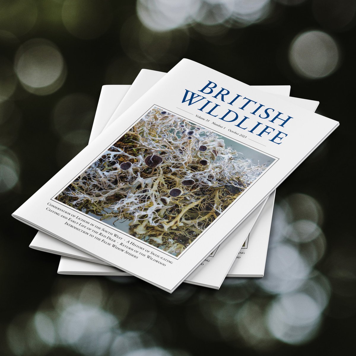 The October issue is now out! Volume 35 begins with the conservation of lichens in south-west England, calving and early life of Red Deer, an introduction to false widow spiders, the return of the wildwood, and much more... Visit britishwildlife.com to find out more